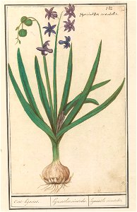 IdentificatieTitel(s): Hyacint (Hyacinthus orientalis)Oost-hijacint. / Hyacinthus orientalis. / hyacinthe orientale (titel op object)Objecttype: tekening Objectnummer: RP-T-BR-2017-1-9-47Omschrijving: photo