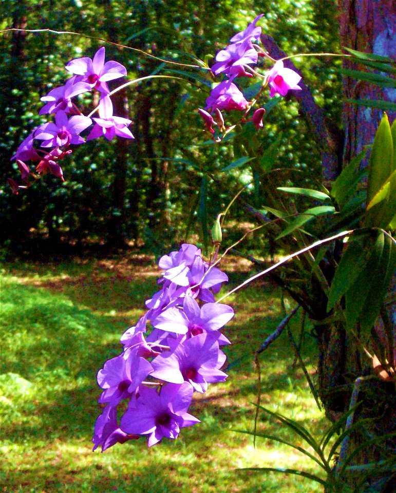 Cooktown orchids, the state floral emblem of Queensland (Australia) grown in my garden only 20 km from Cooktown. They are growing on a Paperbark tree.