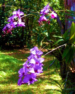 Cooktown orchids, the state floral emblem of Queensland (Australia) grown in my garden only 20 km from Cooktown. They are growing on a Paperbark tree.