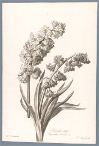 IdentificatieTitel(s): HyacintJacinthe double / Hyacinthus orientalis L. (titel op object)Fleurs dessinées d'après nature (...) (serietitel)Objecttype: prent ornamentprent Objectnummer: RP-P-1909-4227