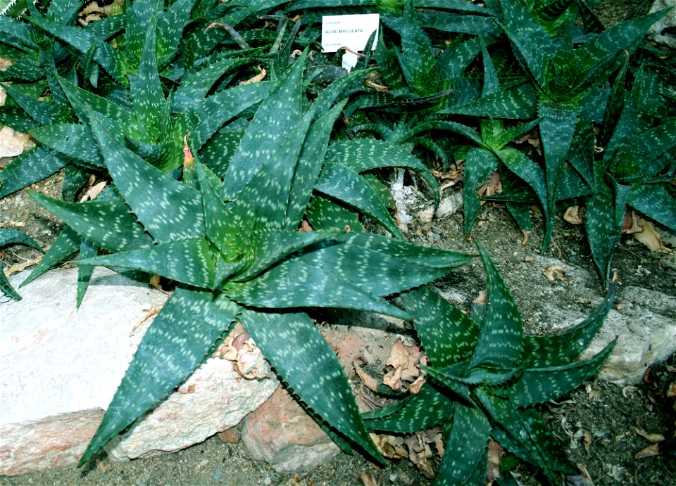 Aloe maculata
Botanic garden Prague, Czech republic
Date=February 2008

Author= Karelj