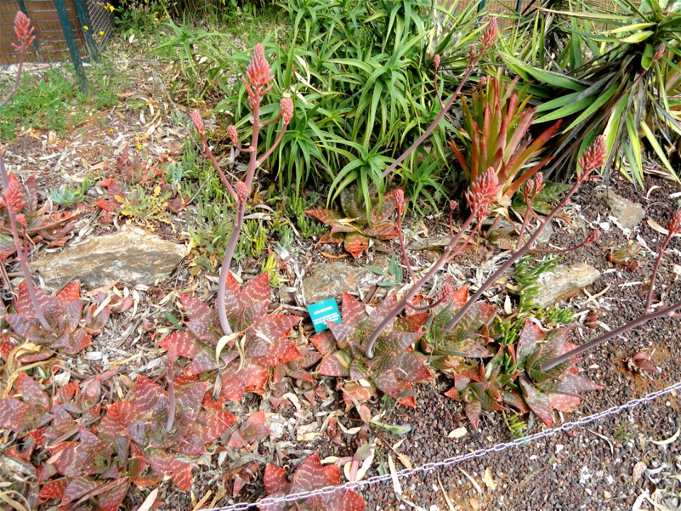Aloe saponaria specimen in the Jardin d'oiseaux tropicaux, La Londe-les-Maures, France.