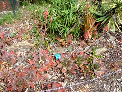 Aloe saponaria specimen in the Jardin d'oiseaux tropicaux, La Londe-les-Maures, France.