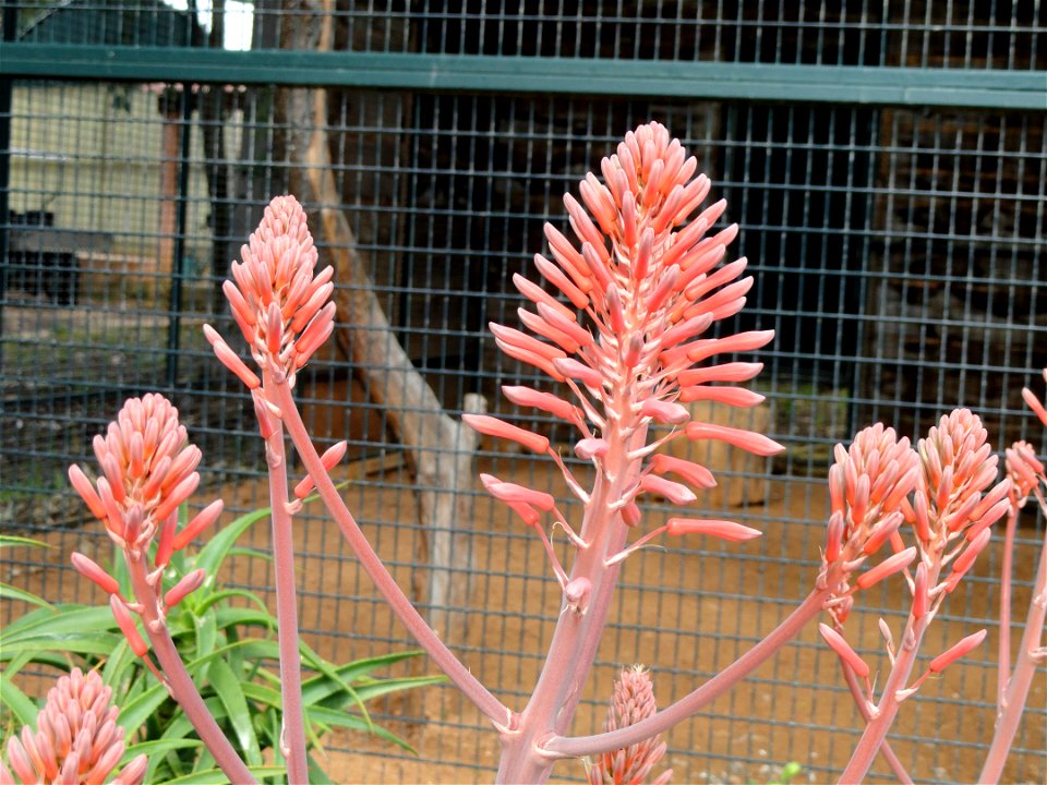 Aloe saponaria specimen in the Jardin d'oiseaux tropicaux, La Londe-les-Maures, France.