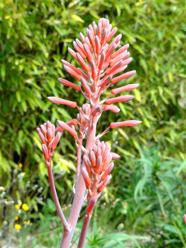 Aloe saponaria specimen in the Jardin d'oiseaux tropicaux, La Londe-les-Maures, France.