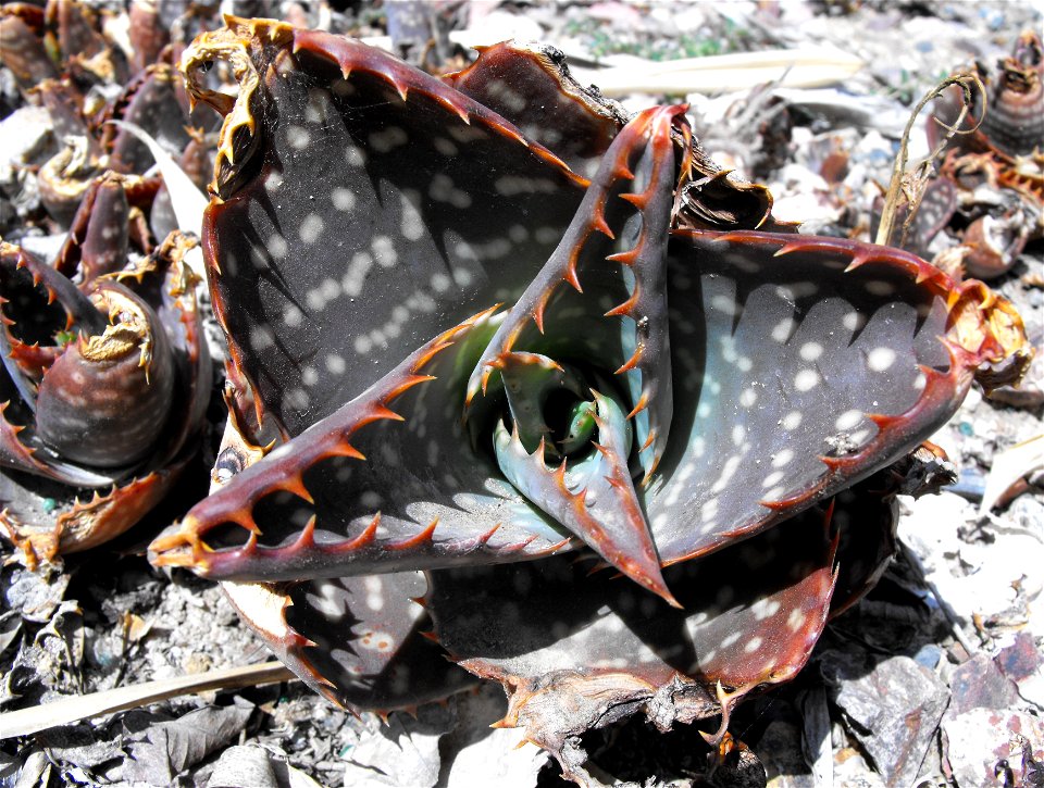 Aloe maculata at Quail Botanical Gardens in Encinitas, California, USA.