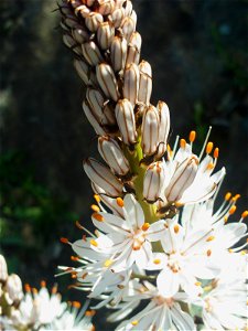 Asphodelus albus flowers close up, Sierra Madrona, Spain