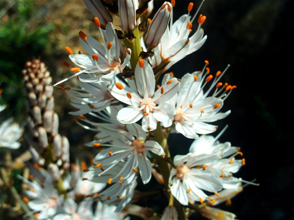 Asphodelus albus flowers close up, Sierra Madrona, Spain