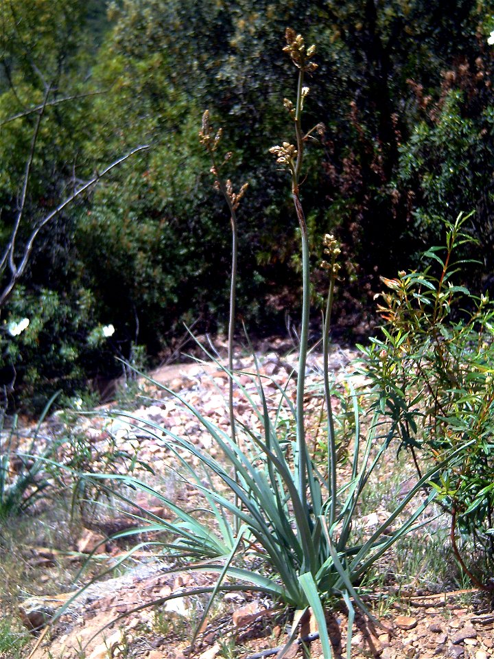 Asphodelus albus ("Gamonita"), Inflorescens, Solana del Pino, Sierra Madrona, Spain