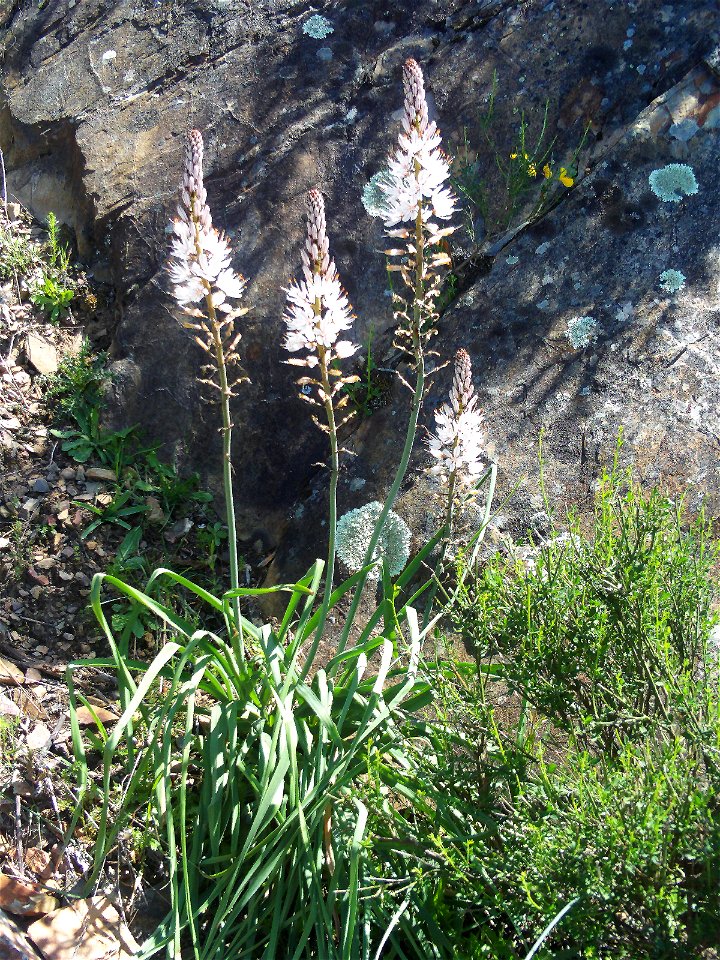 Asphodelus albus flowers close up, Sierra Madrona, Spain