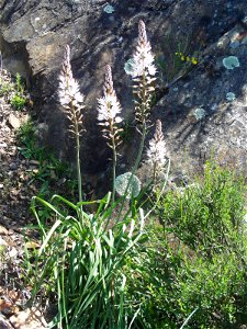 Asphodelus albus flowers close up, Sierra Madrona, Spain