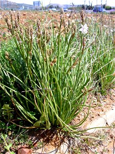 Asphodelus ayardii habit, Dehesa Boyal de Puertollano, Spain photo