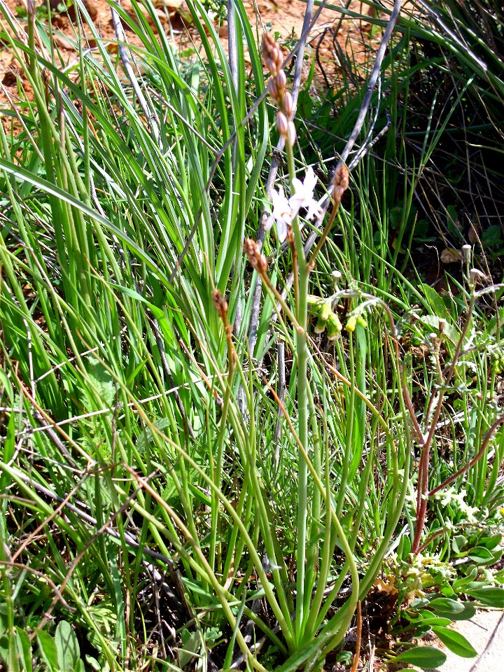 Asphodelus ayardii plant, Dehesa Boyal de Puertollano, Spain