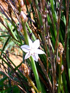 Asphodelus ayardii flowers stem, Dehesa Boyal de Puertollano, Spain photo