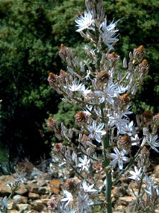 Asphodelus ramosus ("Gamonita"), Inflorescens, Solana del Pino, Sierra Madrona, Spain