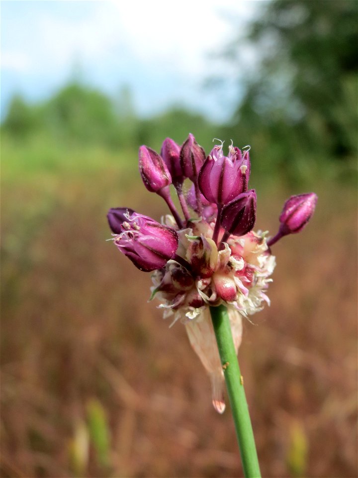 Weinberg-Lauch (Allium vineale) auf einer Streuobstwiese in Hockenheim