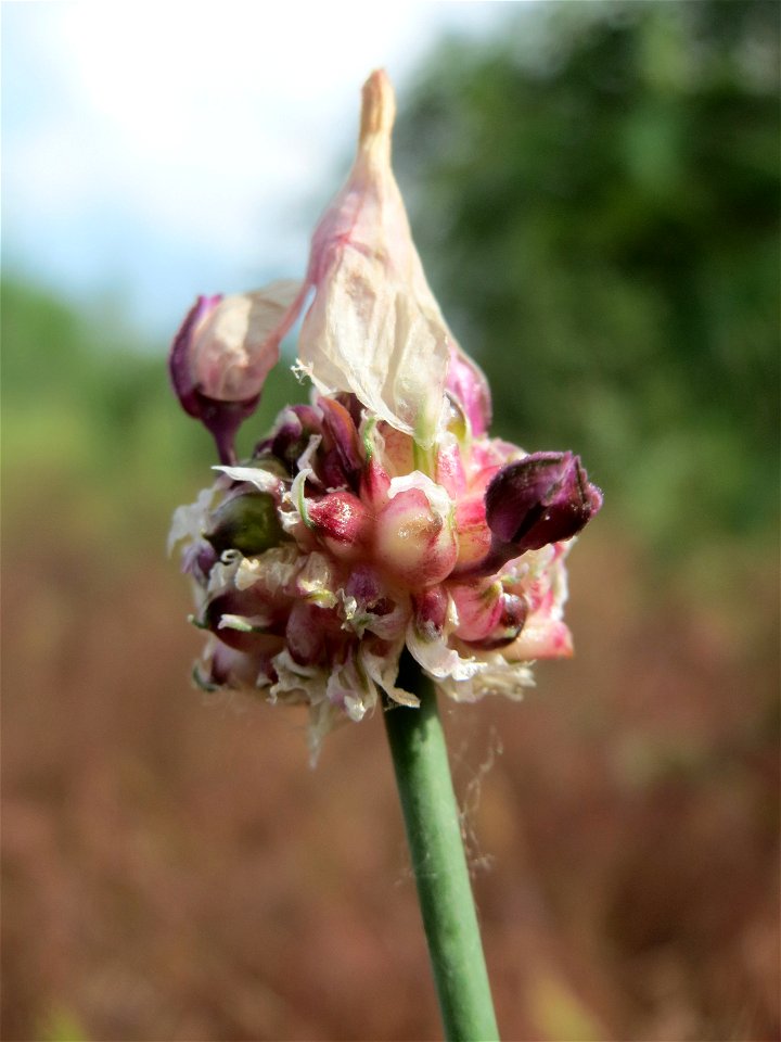 Weinberg-Lauch (Allium vineale) auf einer Streuobstwiese in Hockenheim