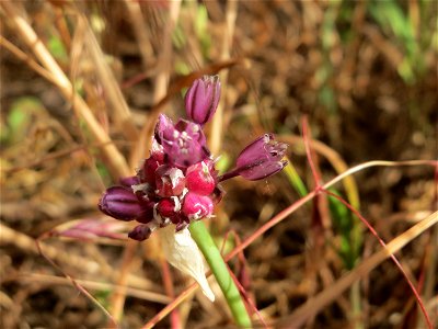 Weinberg-Lauch (Allium vineale) auf einer Streuobstwiese in Hockenheim