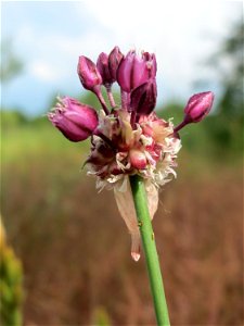 Weinberg-Lauch (Allium vineale) auf einer Streuobstwiese in Hockenheim
