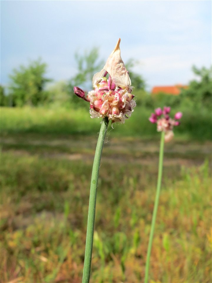 Weinberg-Lauch (Allium vineale) auf einer Streuobstwiese in Hockenheim