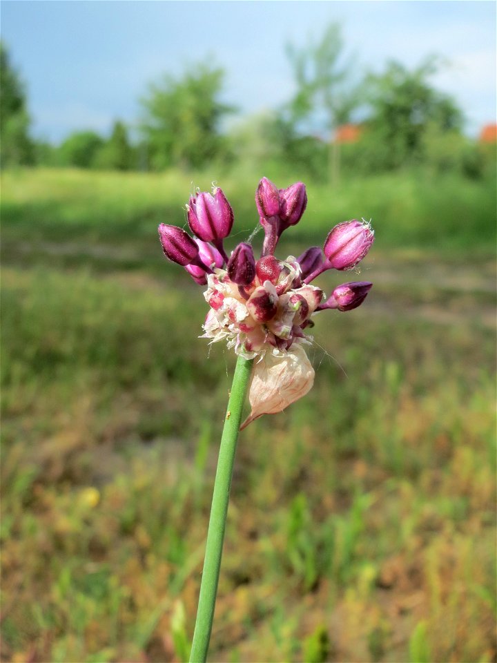 Weinberg-Lauch (Allium vineale) auf einer Streuobstwiese in Hockenheim