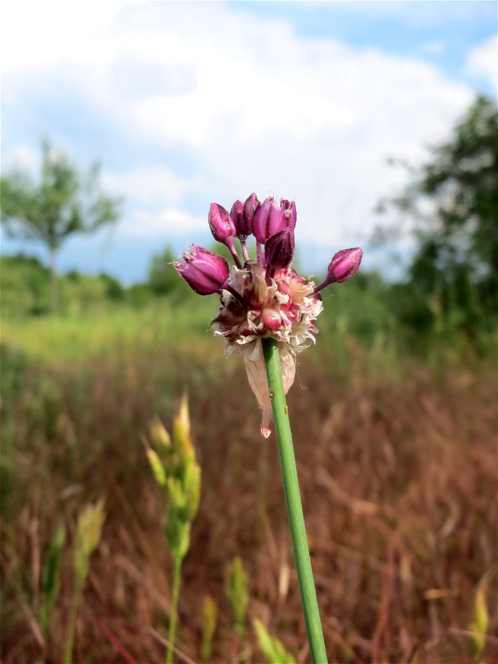 Der hier eher seltene Weinberg-Lauch (Allium vineale) auf einer Streuobstwiese in Hockenheim