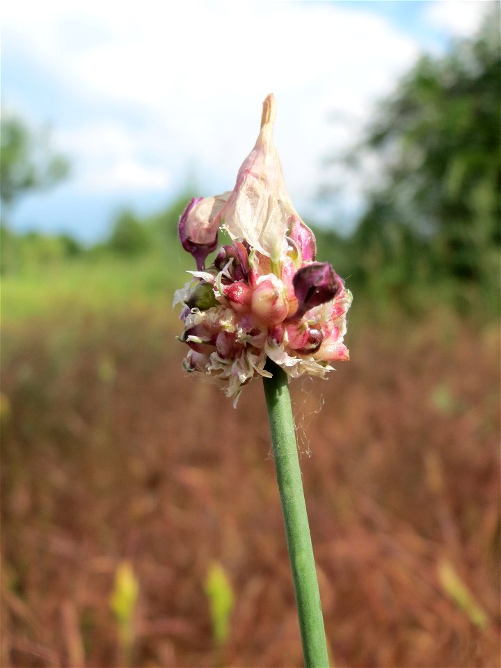 Der hier eher seltene Weinberg-Lauch (Allium vineale) auf einer Streuobstwiese in Hockenheim