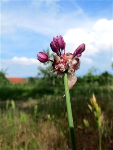 Der hier eher seltene Weinberg-Lauch (Allium vineale) auf einer Streuobstwiese in Hockenheim