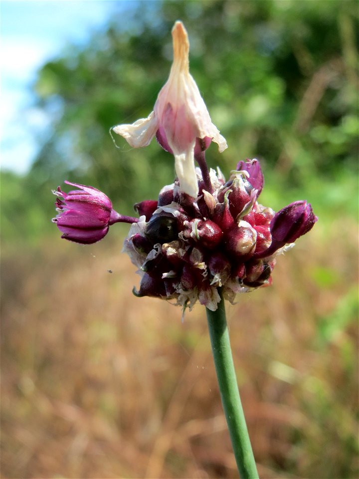 Weinberg-Lauch (Allium vineale) auf einer Streuobstwiese in Hockenheim