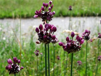 Weinberg-Lauch (Allium vineale) am Rheindamm bei Altlußheim