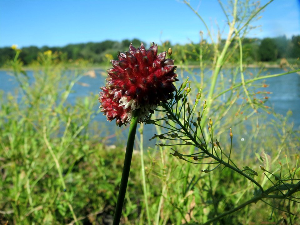 Weinberg-Lauch (Allium vineale) am Rhein bei Altlußheim