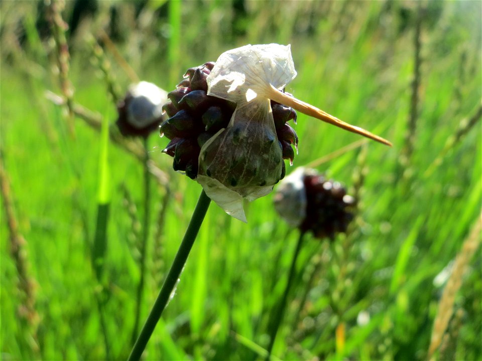 Weinberg-Lauch (Allium vineale) am Rhein bei Altlußheim