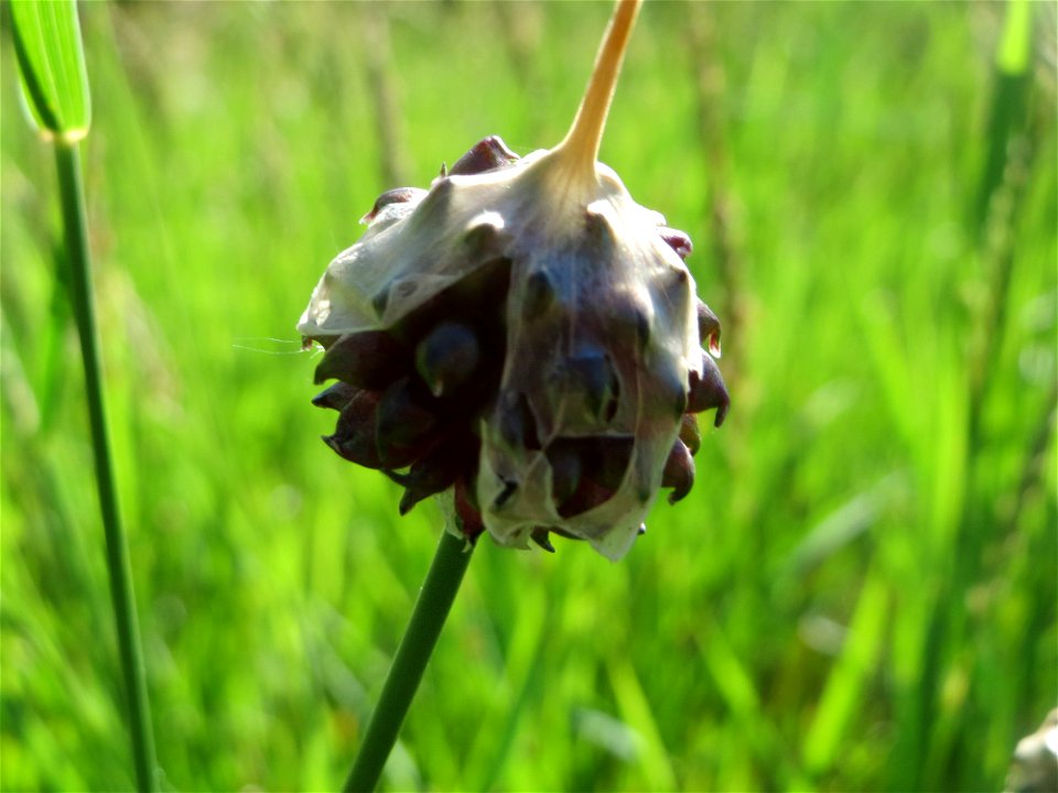 Weinberg-Lauch (Allium vineale) am Rhein bei Altlußheim