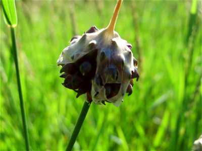 Weinberg-Lauch (Allium vineale) am Rhein bei Altlußheim