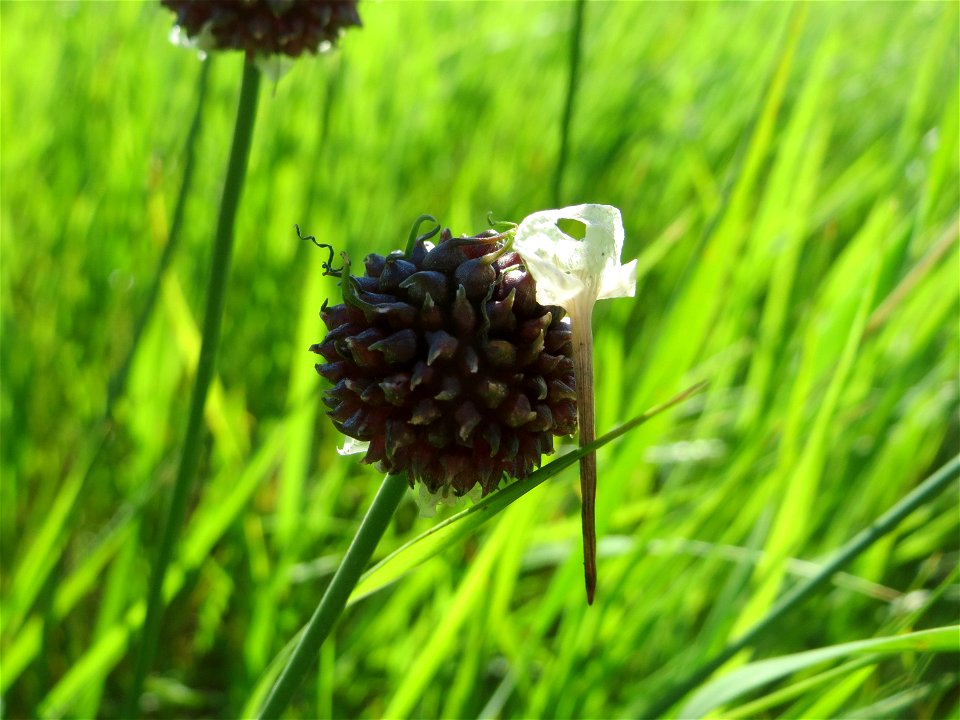 Weinberg-Lauch (Allium vineale) am Rhein bei Altlußheim