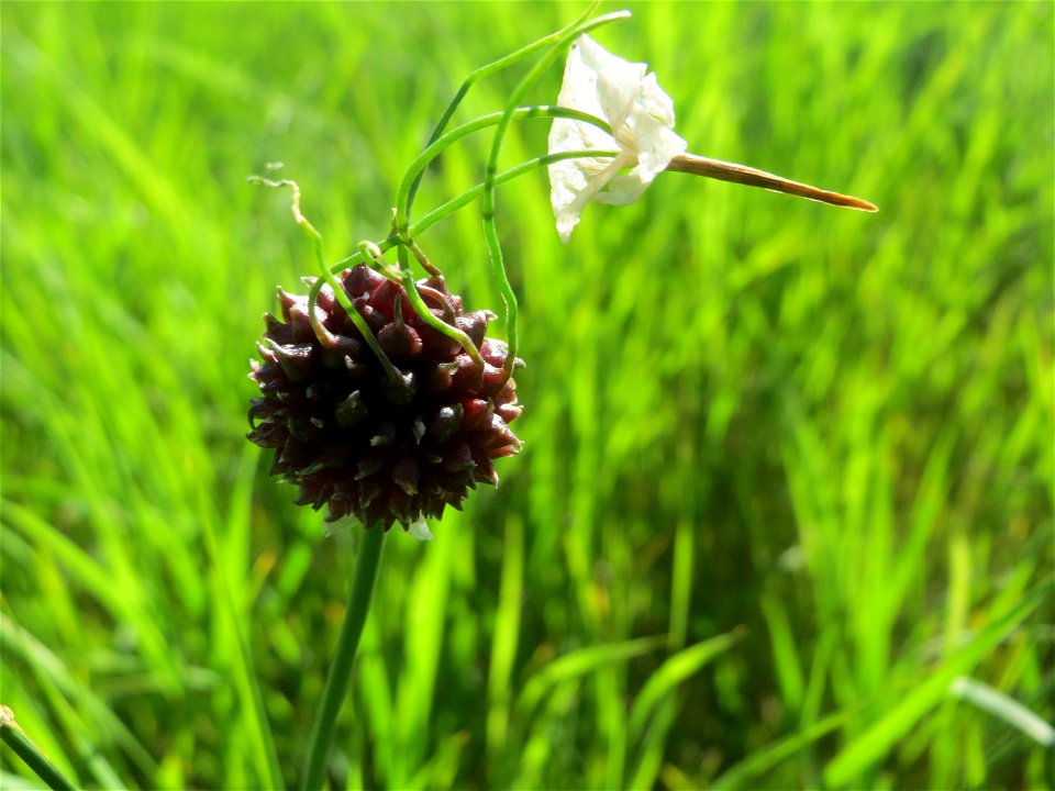 Weinberg-Lauch (Allium vineale) am Rhein bei Altlußheim