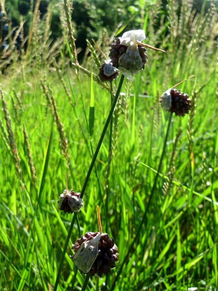 Weinberg-Lauch (Allium vineale) am Rhein bei Altlußheim
