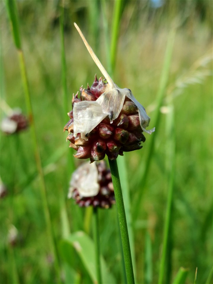 Weinberg-Lauch (Allium vineale) am Kraichbach zwischen Hockenheim und Reilingen