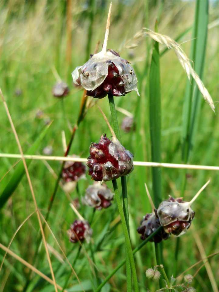 Weinberg-Lauch (Allium vineale) am Kraichbach zwischen Hockenheim und Reilingen