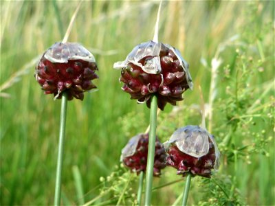 Weinberg-Lauch (Allium vineale) am Kraichbach zwischen Hockenheim und Reilingen