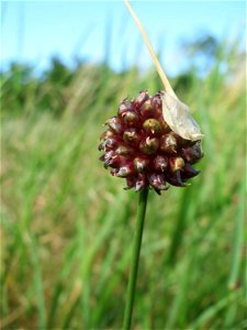 Weinberg-Lauch (Allium vineale) am Kraichbach zwischen Hockenheim und Reilingen