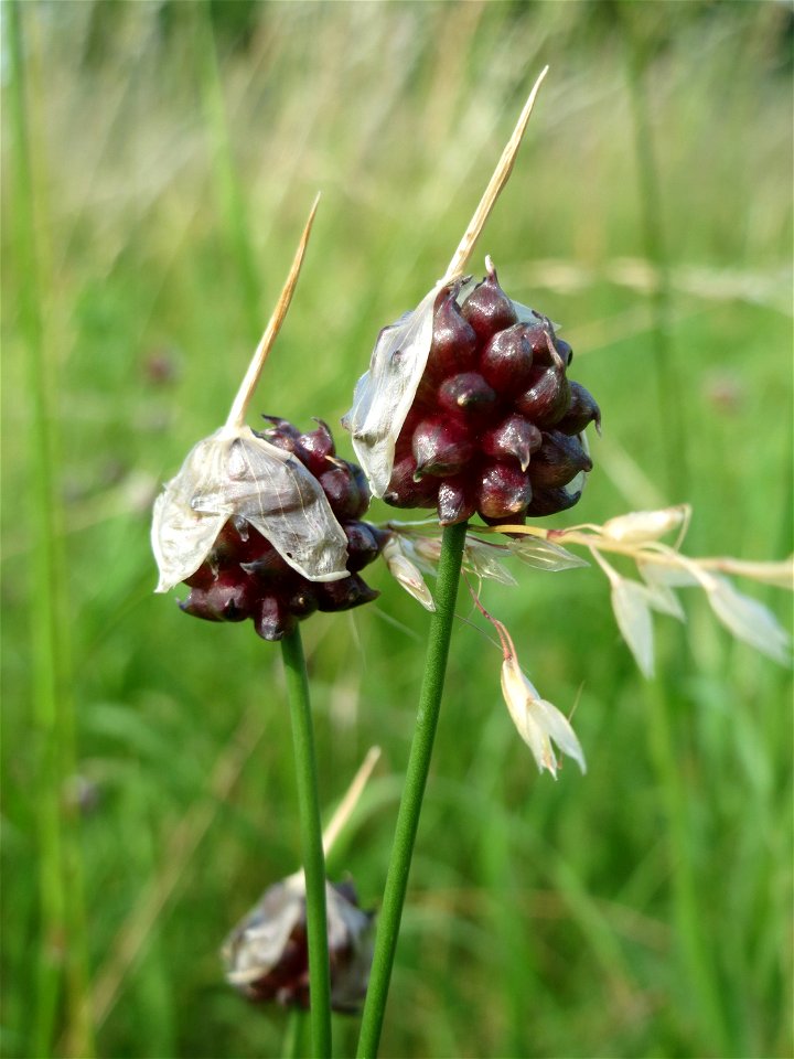 Weinberg-Lauch (Allium vineale) am Kraichbach zwischen Hockenheim und Reilingen