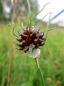 Weinberg-Lauch (Allium vineale) in Saarbrücken