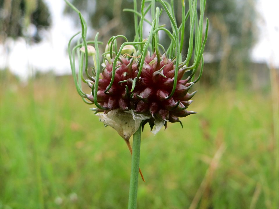 Weinberg-Lauch (Allium vineale) in Saarbrücken