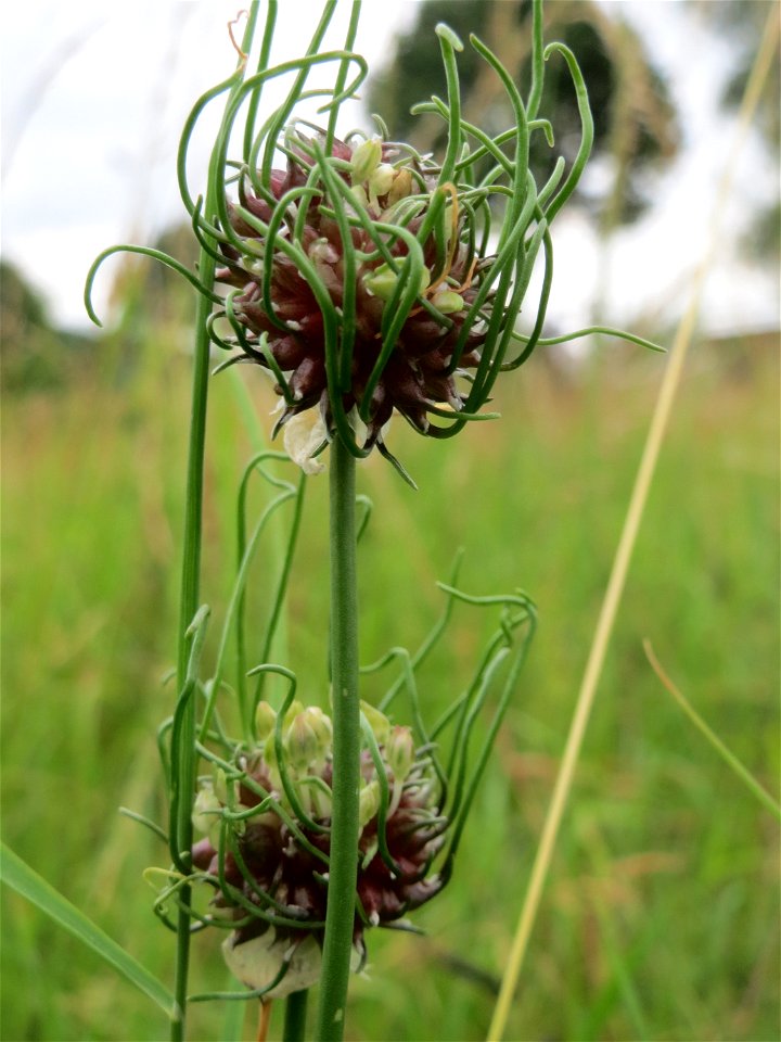 Weinberg-Lauch (Allium vineale) in Saarbrücken