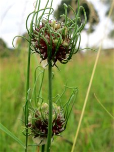 Weinberg-Lauch (Allium vineale) in Saarbrücken