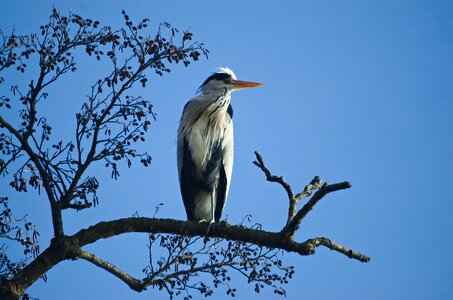 Water bird eastern animal