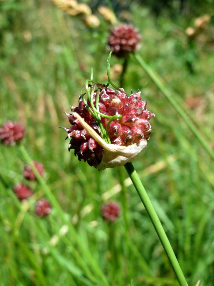 Weinberg-Lauch (Allium vineale) im Almet in Sankt Arnual