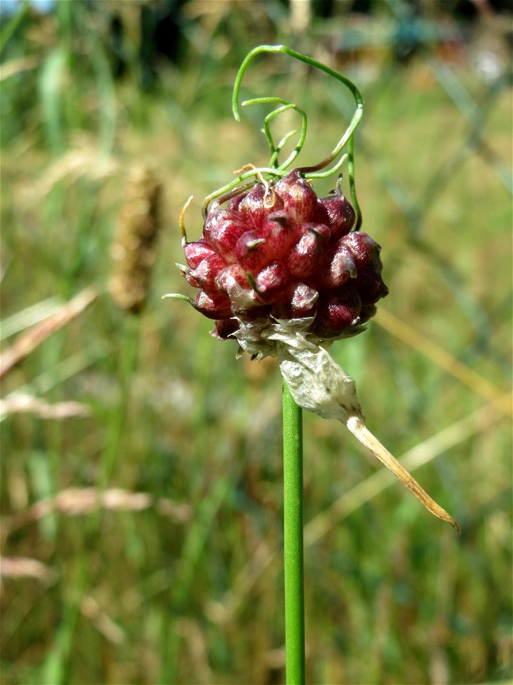 Weinberg-Lauch (Allium vineale) im Almet in Sankt Arnual