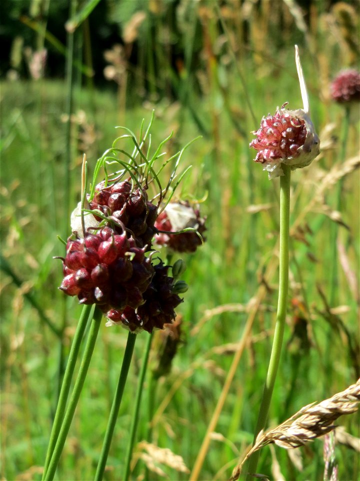 Weinberg-Lauch (Allium vineale) im Almet in Sankt Arnual